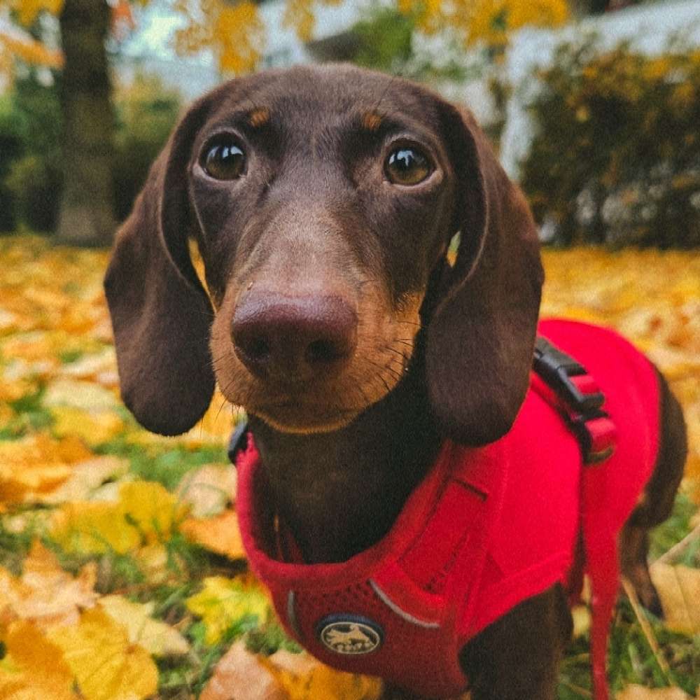 Hundetreffen-Spieltreffen 🐶-Profilbild