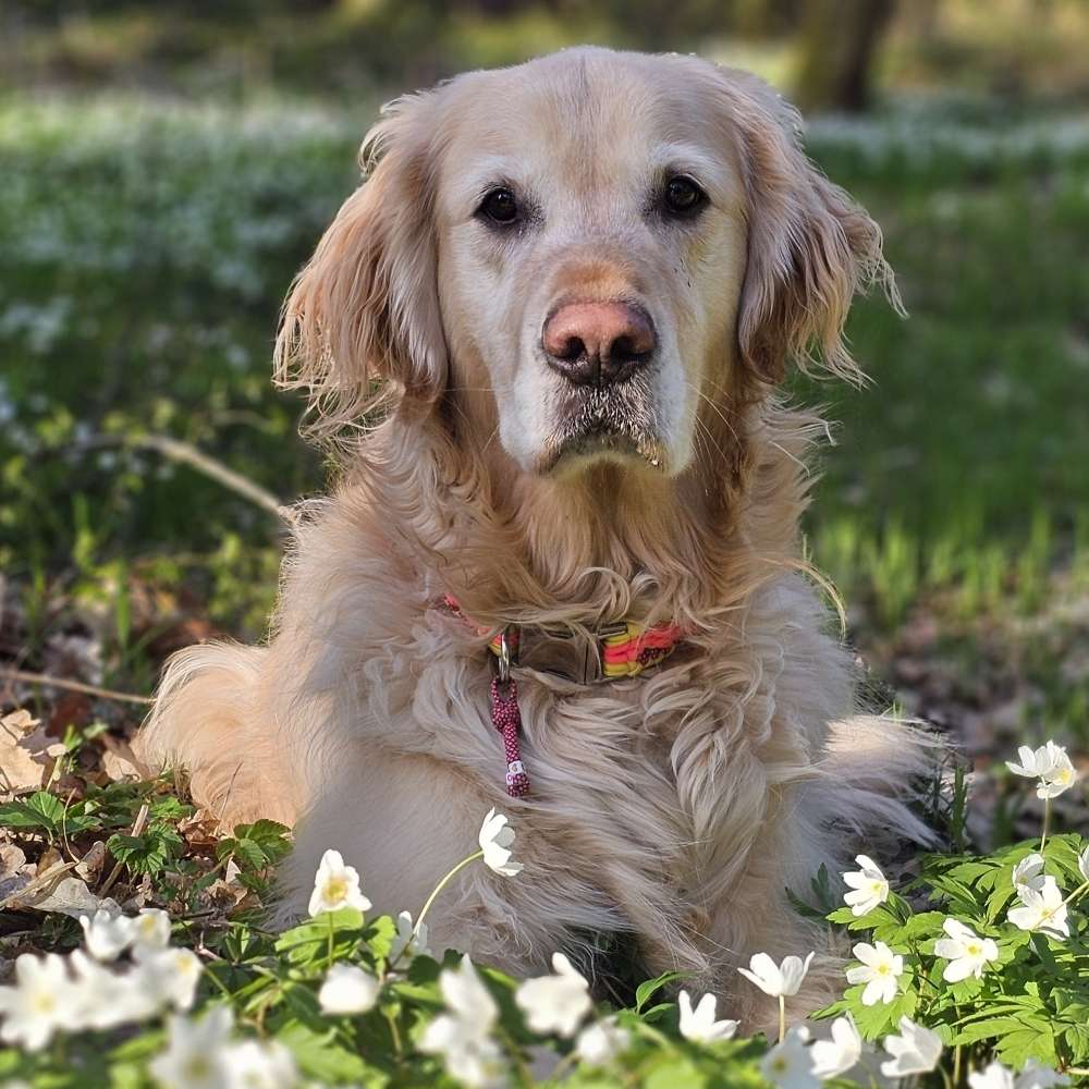 Hundetreffen-𝕊𝕡𝕚𝕖𝕝𝕜𝕦𝕞𝕡𝕖𝕝/𝔾𝕒𝕤𝕤𝕚𝕜𝕒𝕞𝕖𝕣𝕒𝕕 𝕘𝕖𝕤𝕦𝕔𝕙𝕥-Profilbild