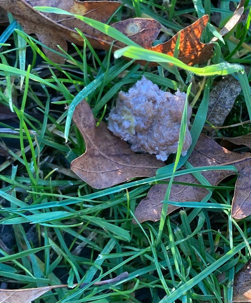 Giftköder-Hackfleisch im Park am Roten Weg-Profilbild