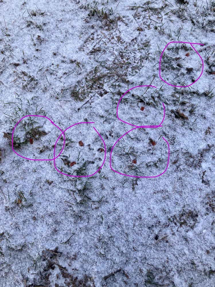 Giftköder-Ausgelegte Leckerlies - auf dem Feldweg-Profilbild