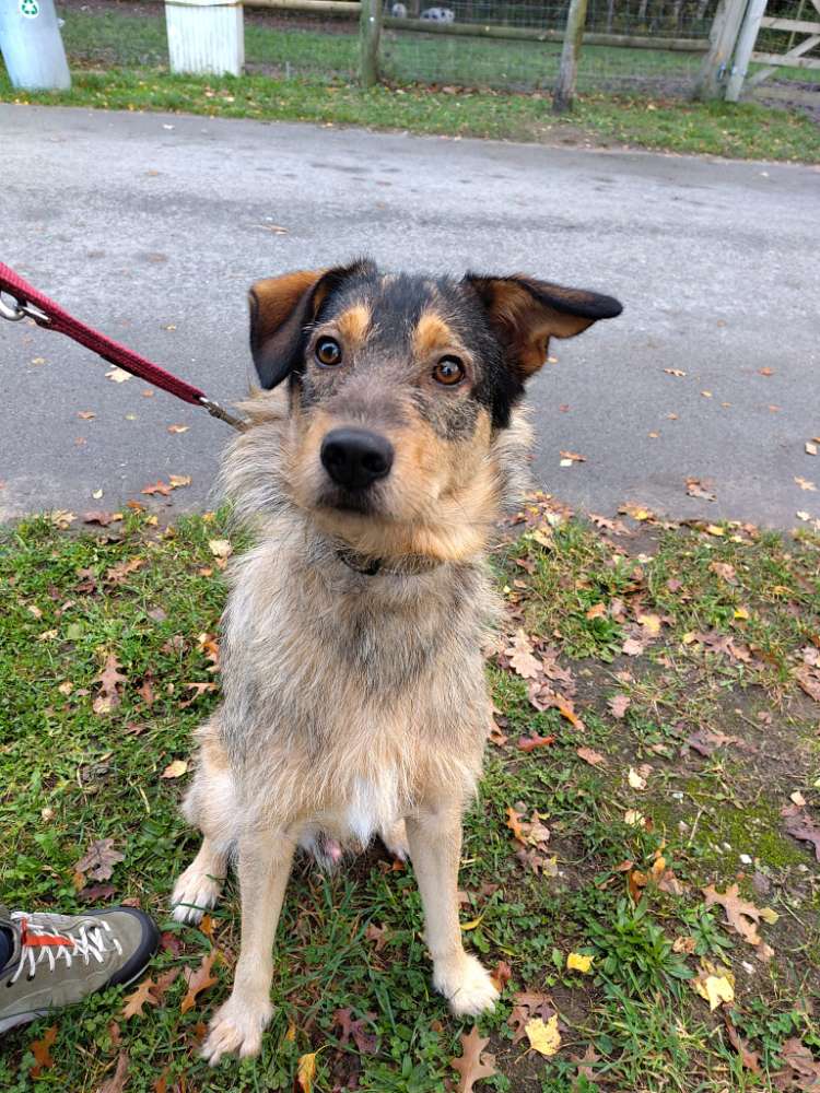 Hundetreffen-Hundekumpel mit Garten gesucht-Profilbild