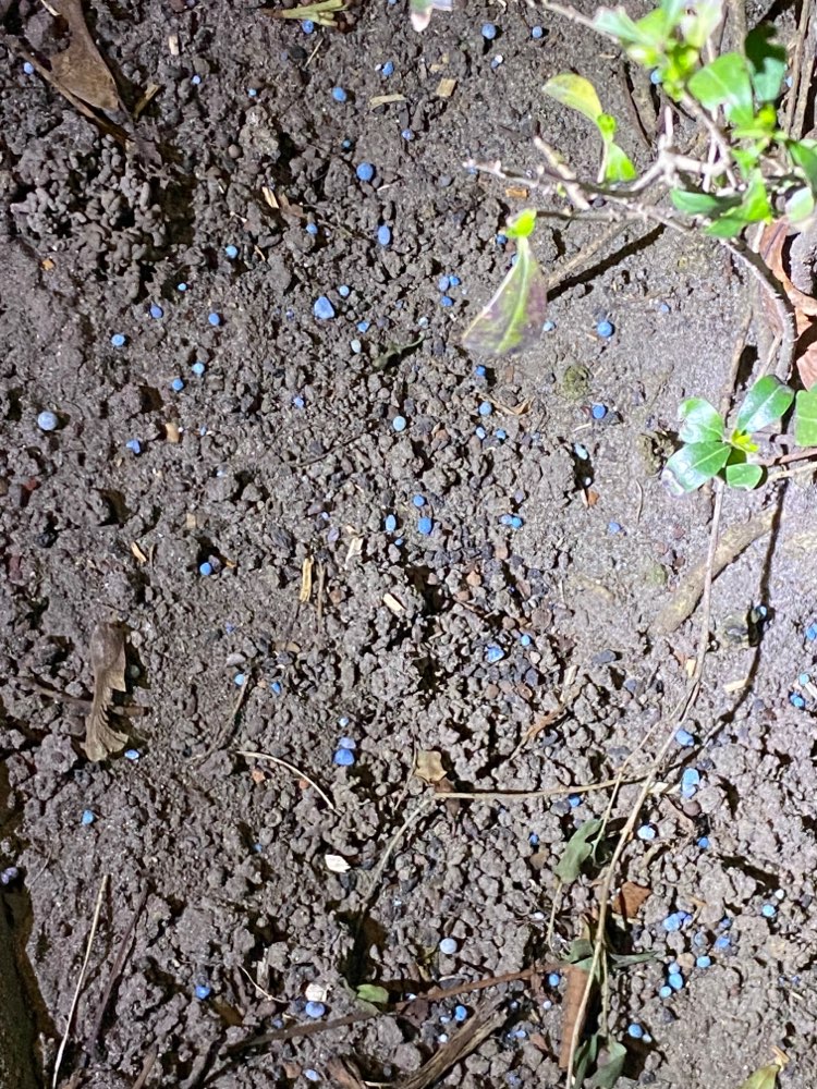 Giftköder-Schneckenlinien / blaue Kügelchen-Profilbild