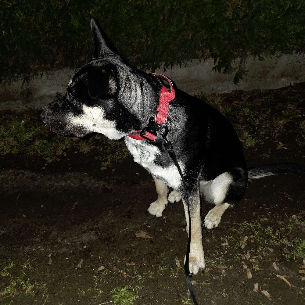 Hundetreffen-Zum spielen und Gassi gehen-Profilbild