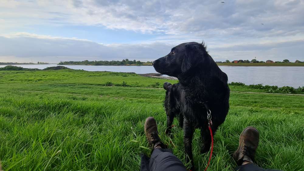 Hundetreffen-Suche Gassipartner für ruhige Runden-Profilbild