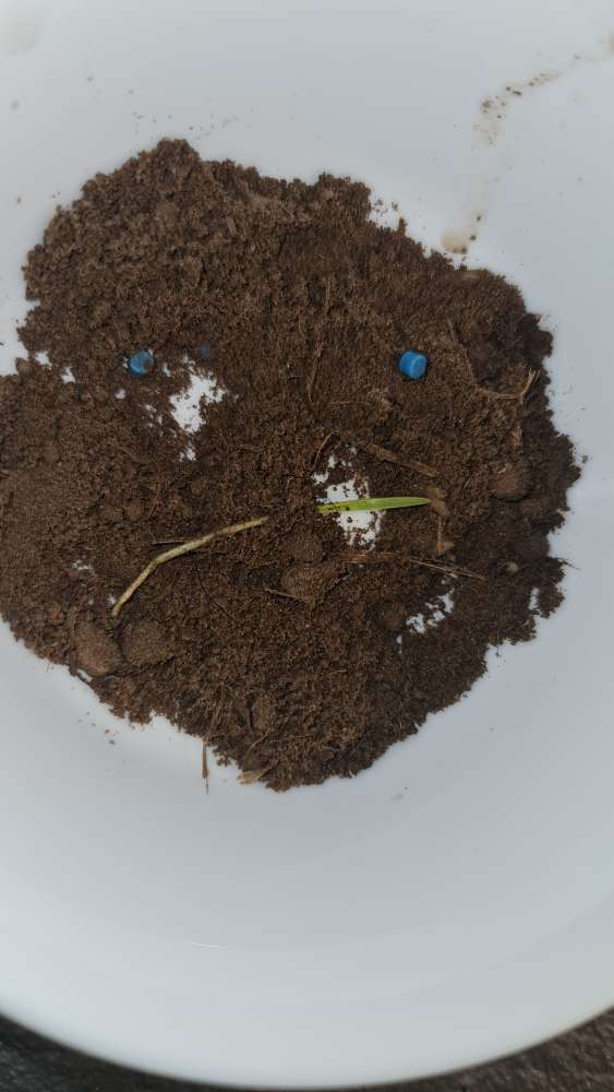 Giftköder-Blaukörniger Dünger großflächig auf Äckern-Profilbild