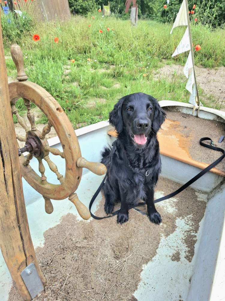 Hundetreffen-GassipartnerIN für von River, Rüde gesucht-Profilbild