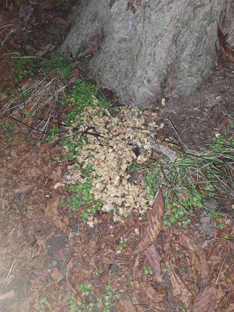 Giftköder-Hundeköder-Profilbild