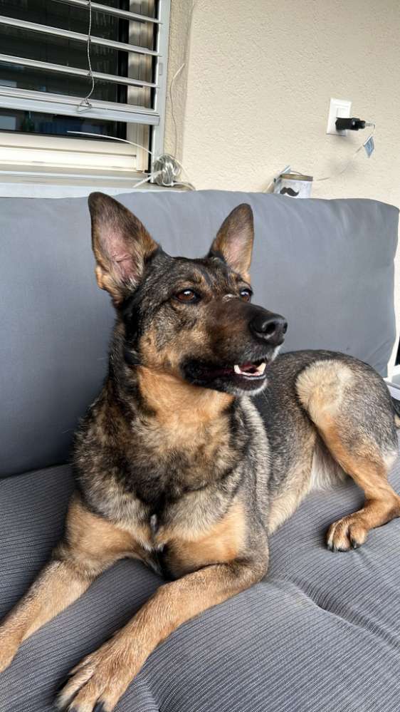 Hundetreffen-Spiel und Gassi Partner gesucht-Profilbild