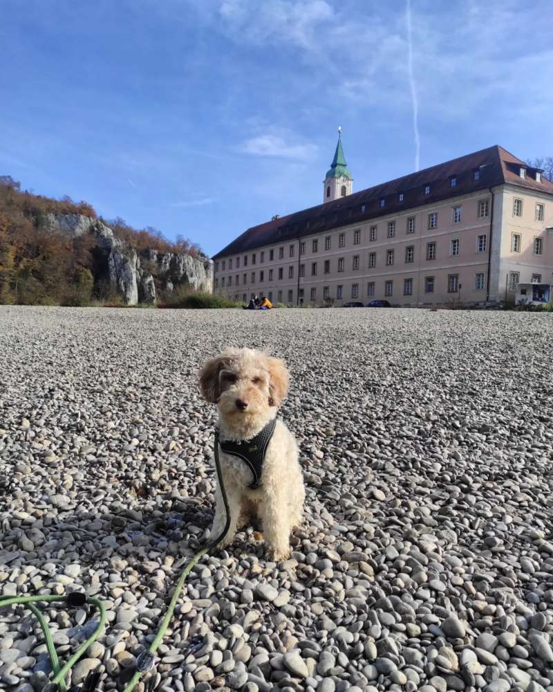 Hundetreffen-Treffen zur Sozialisierung-Profilbild