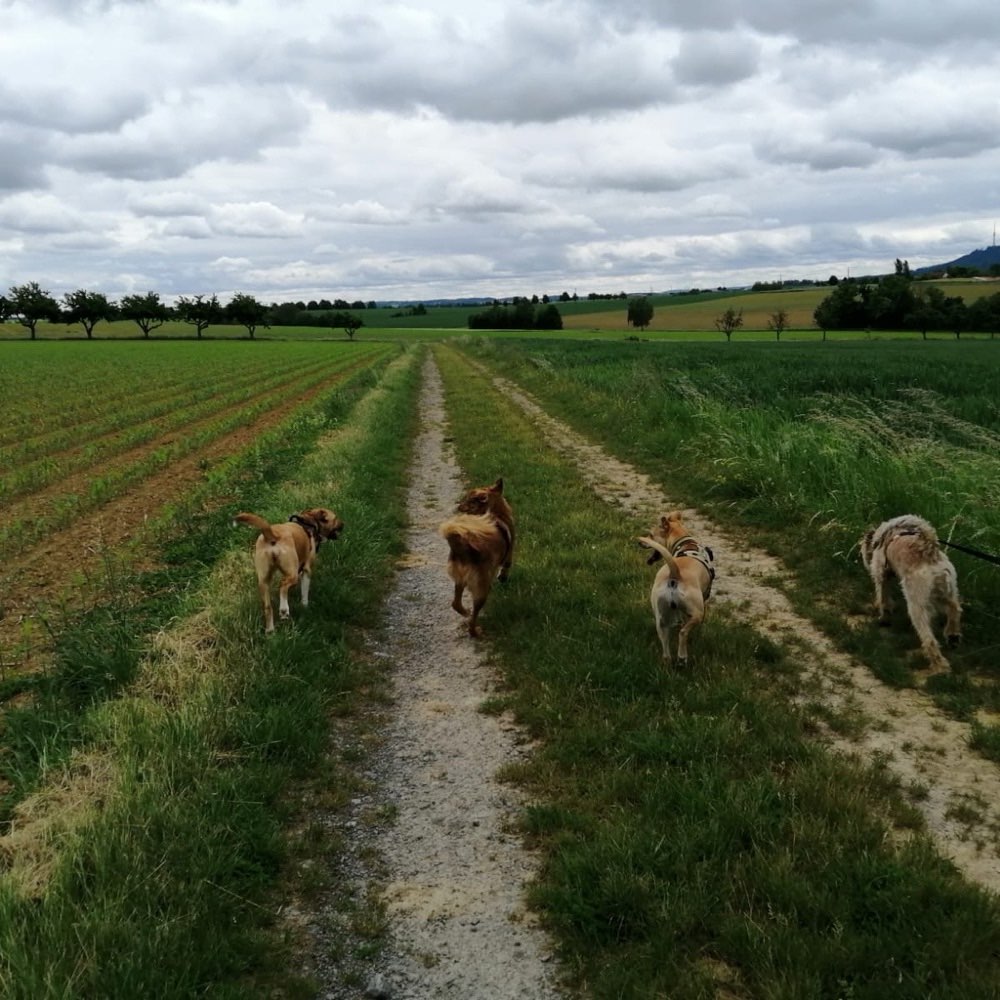 Hundetreffen-gemütliche Gassirunde-Profilbild