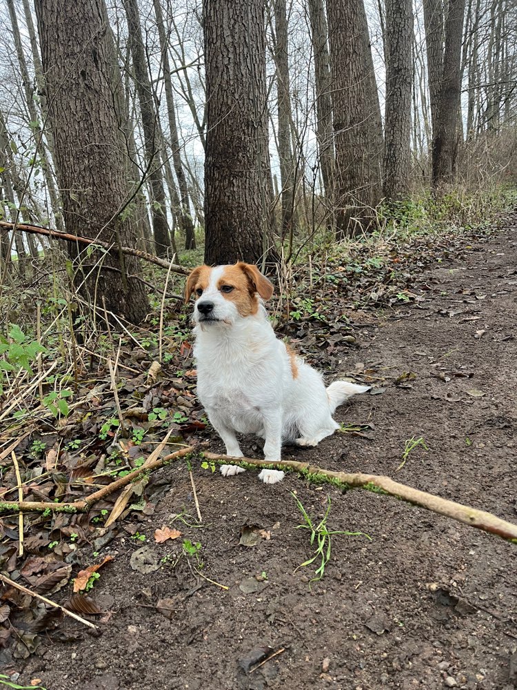 Hundetreffen-Hundefreilauf Uelzen-Profilbild
