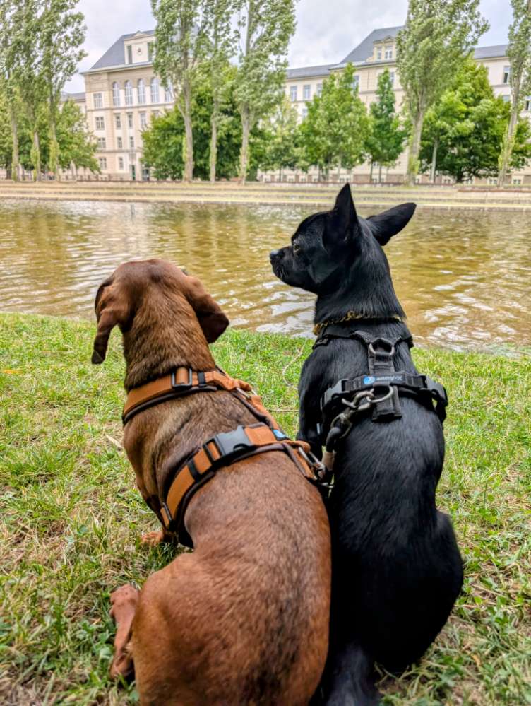Hundetreffen-Suchen souveränen Hund zum trainieren und gemeinsamen Gassie gehen.-Profilbild