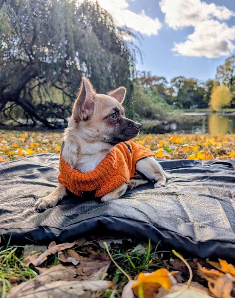 Hundetreffen-Suche nach ruhigen Hunden die Chloe ihre Angst nehmen können.-Profilbild