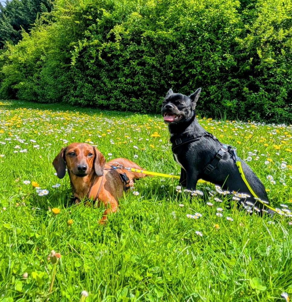 Hundetreffen-Gemeinsame Gassie Runden in Gohlis-Profilbild