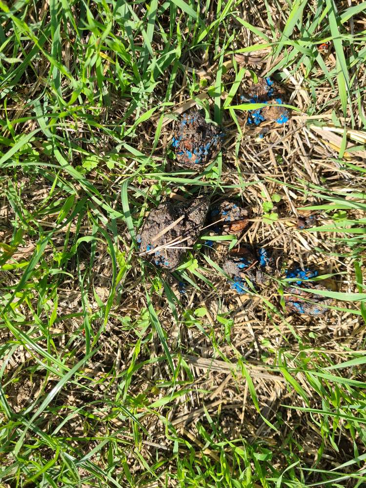 Giftköder-Verdacht auf Giftköder-Profilbild