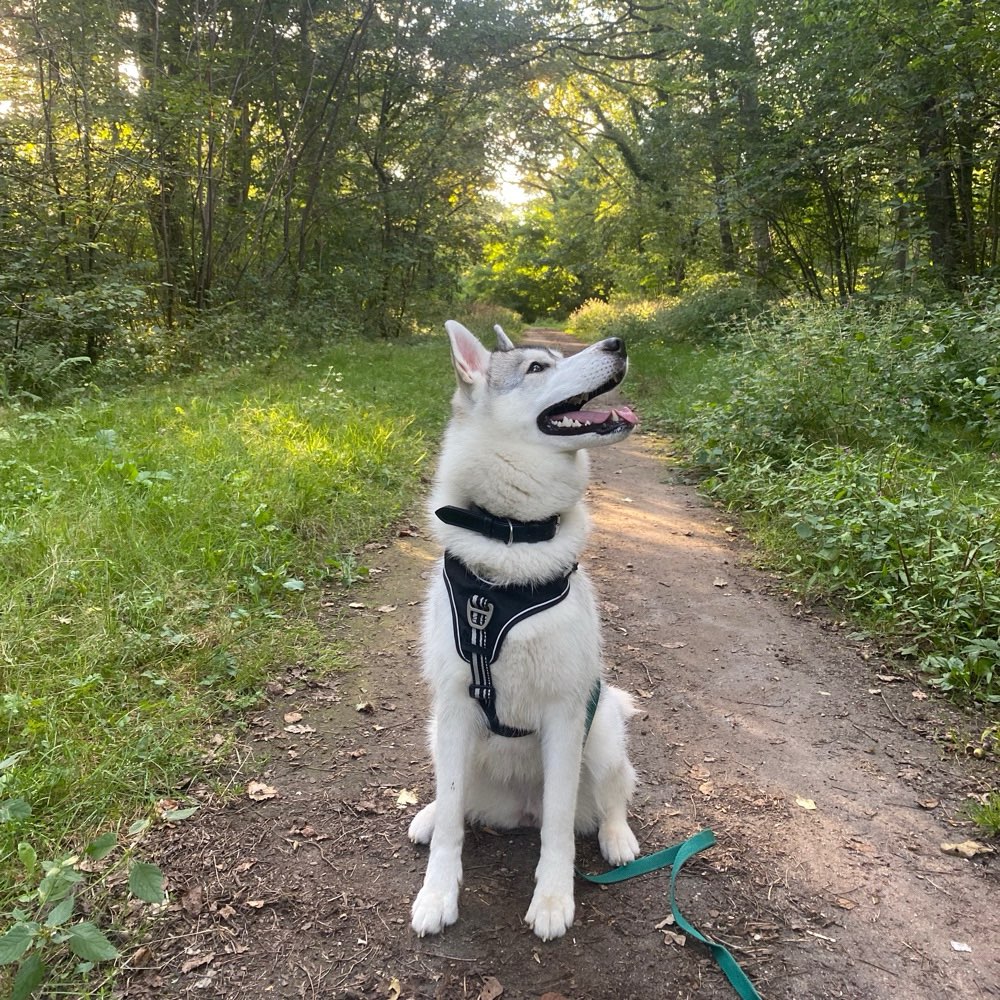 Hundetreffen-Social Walk & Training-Profilbild