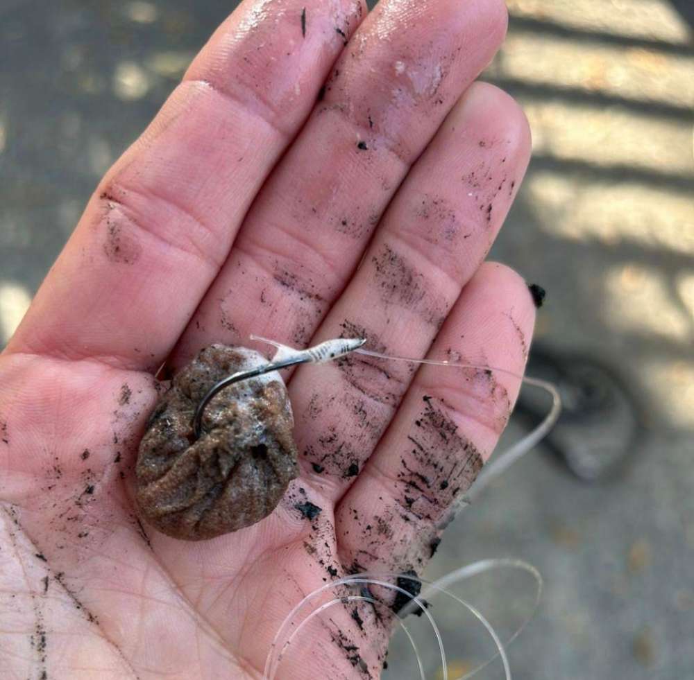 Giftköder-Mit Angelhaken praparierte Köder-Profilbild