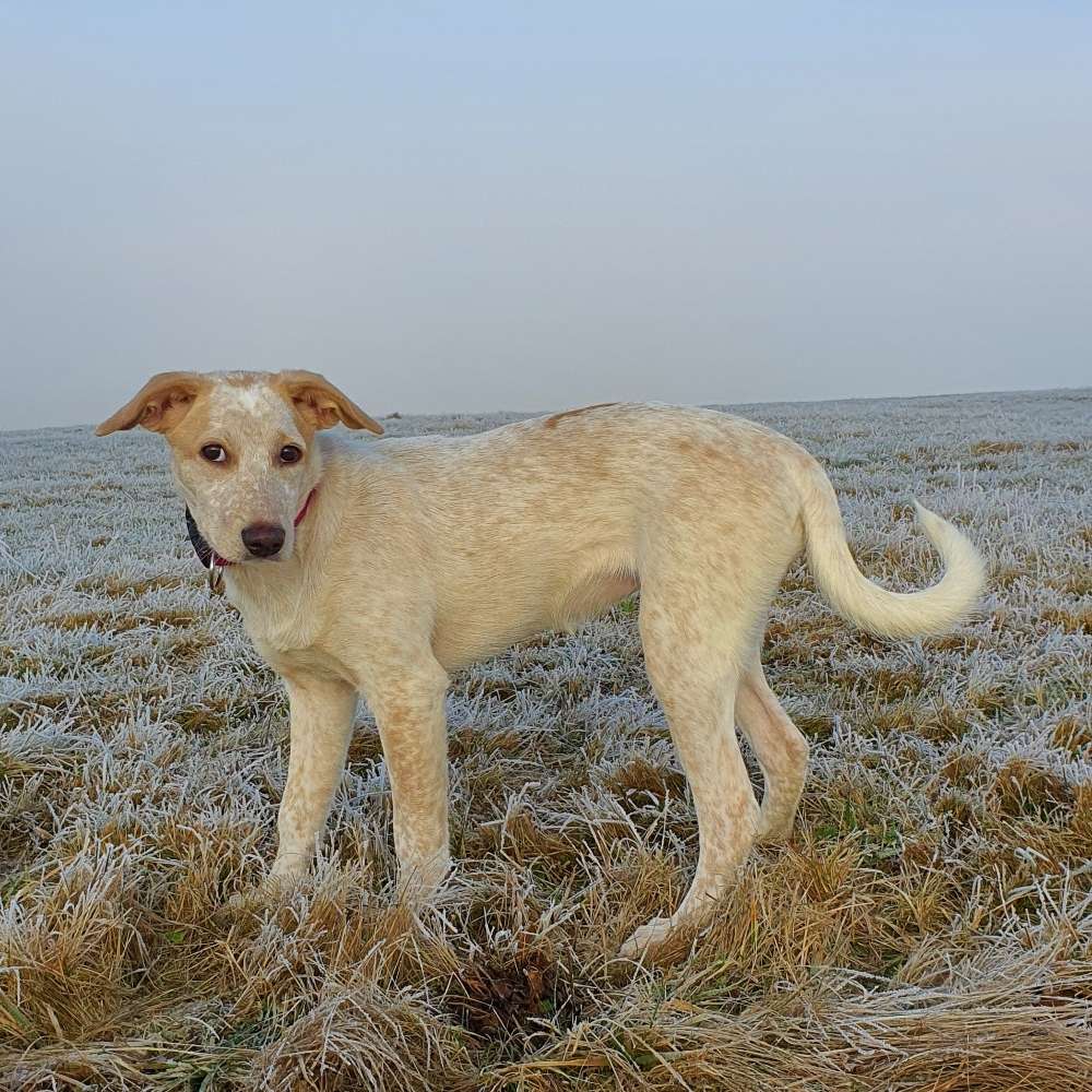 Hundetreffen-Gassi & Spielfreunde jeden Alters gesucht-Profilbild