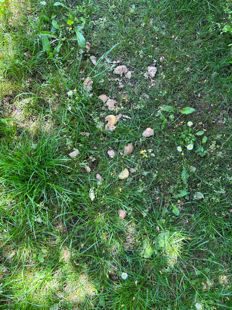 Giftköder-Mögliche Giftköder-Profilbild