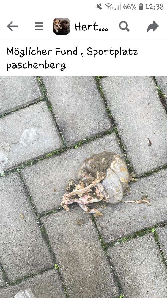 Giftköder-Giftköder-Profilbild