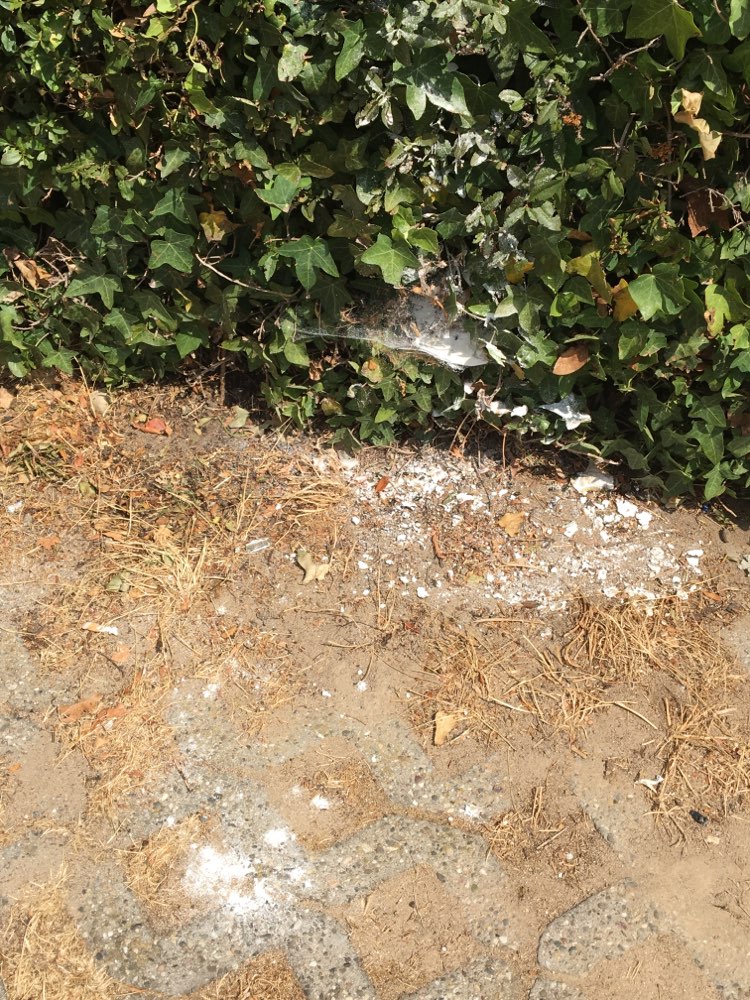 Giftköder-Unbekanntes weißes Pulver-Profilbild