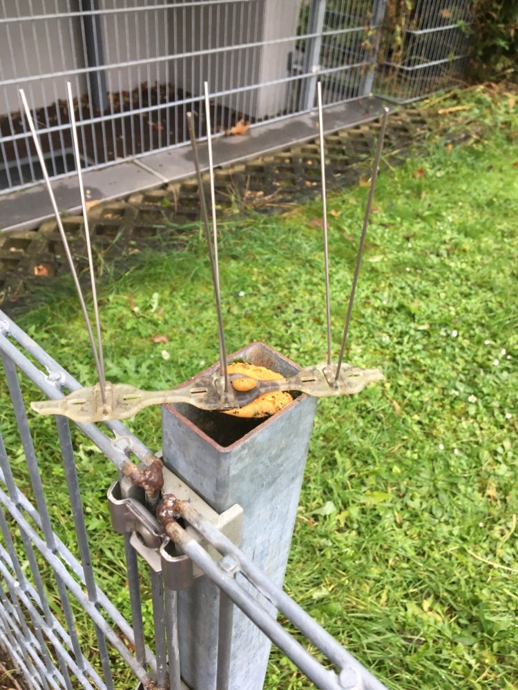 Giftköder-Nagelschiene (Taubenabwehr) auf Gehweg-Profilbild