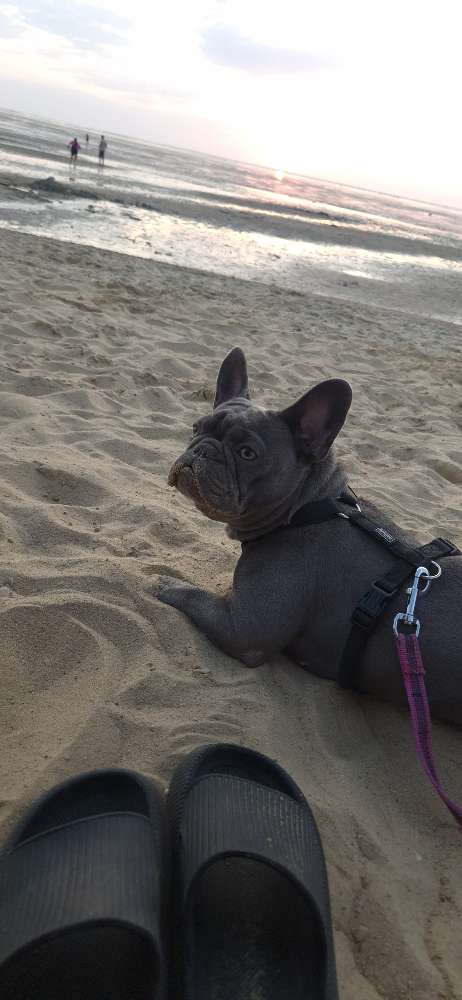 Hundetreffen-Sucht noch Freunde zum spielen oder Gassi gehen-Profilbild