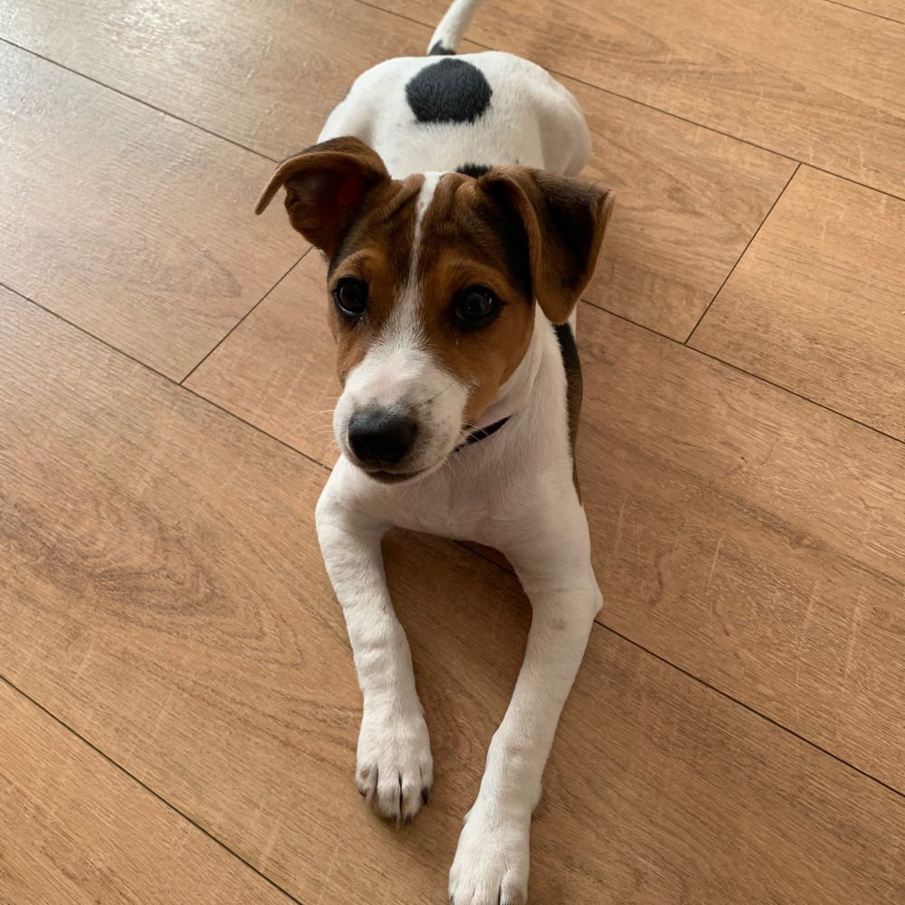 Hundetreffen-Gemeinsame Gassirunde-Profilbild