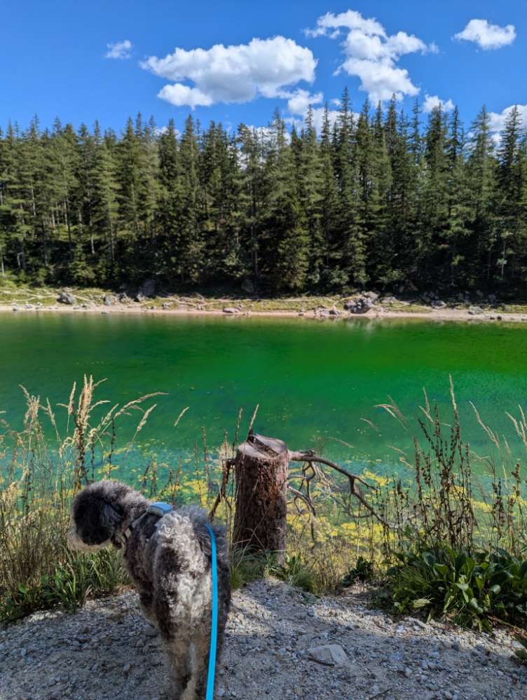 Giftköder-Blaualgen?  (Cyanobakterien)-Profilbild