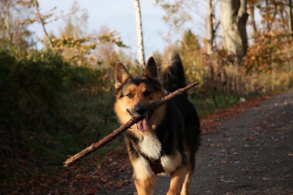 Hundetreffen-Spielpartner gesucht-Profilbild