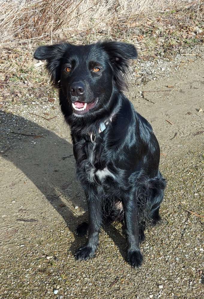 Hundetreffen-Merching und Umgebung-Profilbild