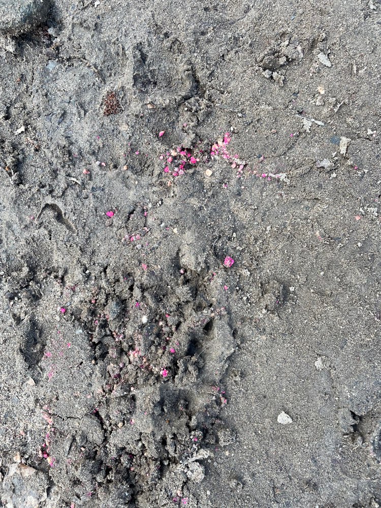 Giftköder-Evt. Rattengift-Profilbild