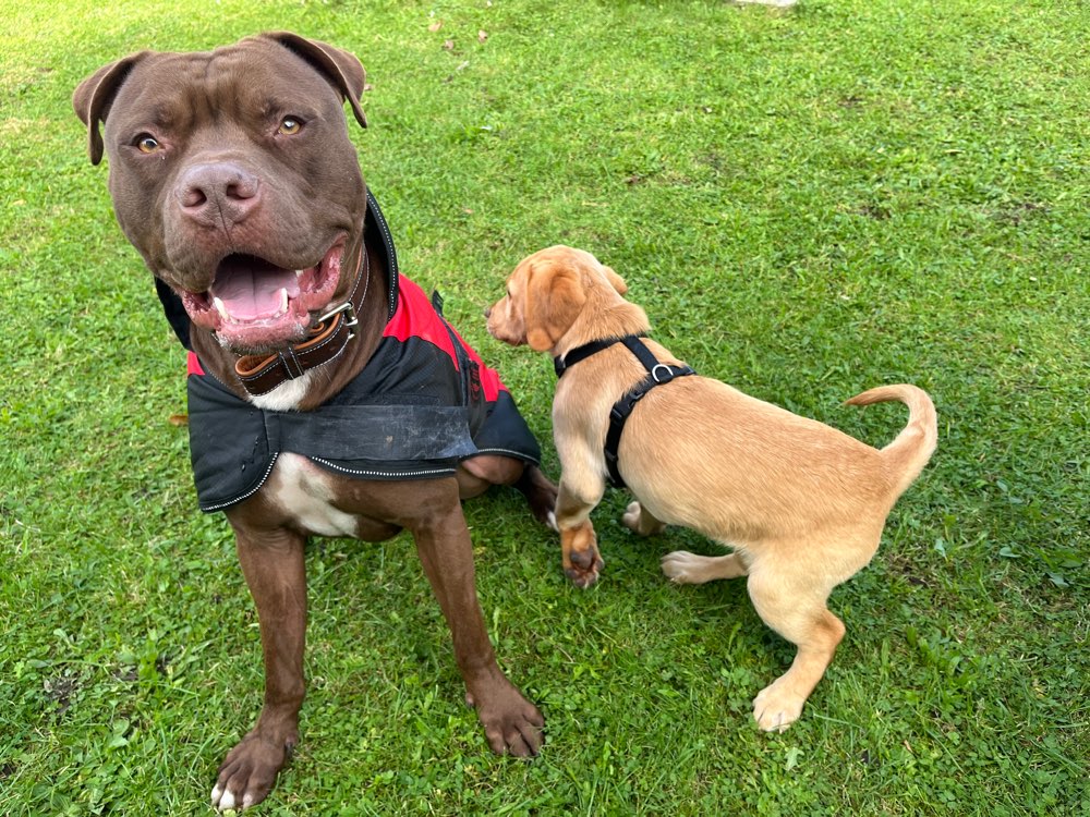 Hundetreffen-Bueno sucht nh Freund  zum toben laufen auspowern-Profilbild