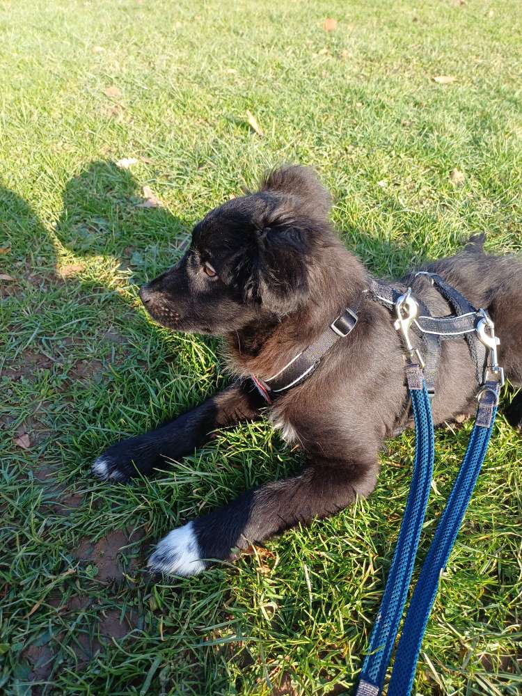 Hundetreffen-Kleine Gassirunden-Profilbild