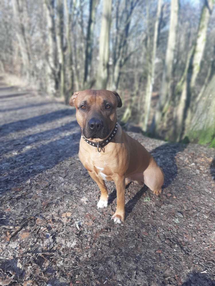Hundetreffen-Spazieren in Elversberg-Profilbild