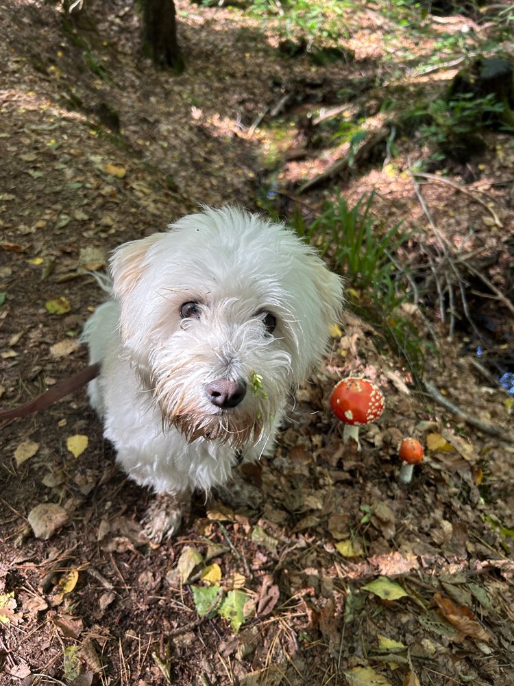 Hundetreffen-Spaziergehfreund*in für Eddy-Profilbild