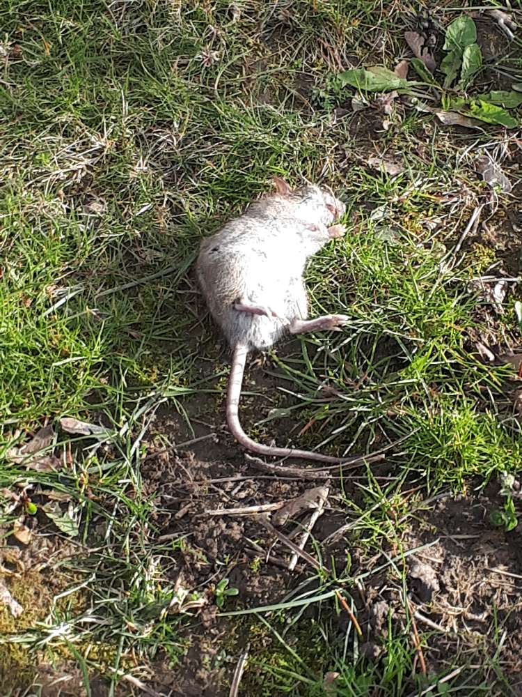 Giftköder-Tote Ratte und Gift-Profilbild