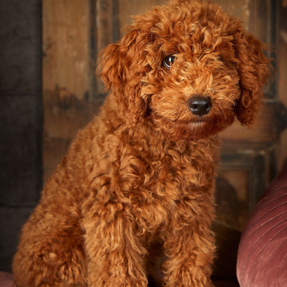 Hundetreffen-Gassi gehen, gemeinsam spielen-Profilbild