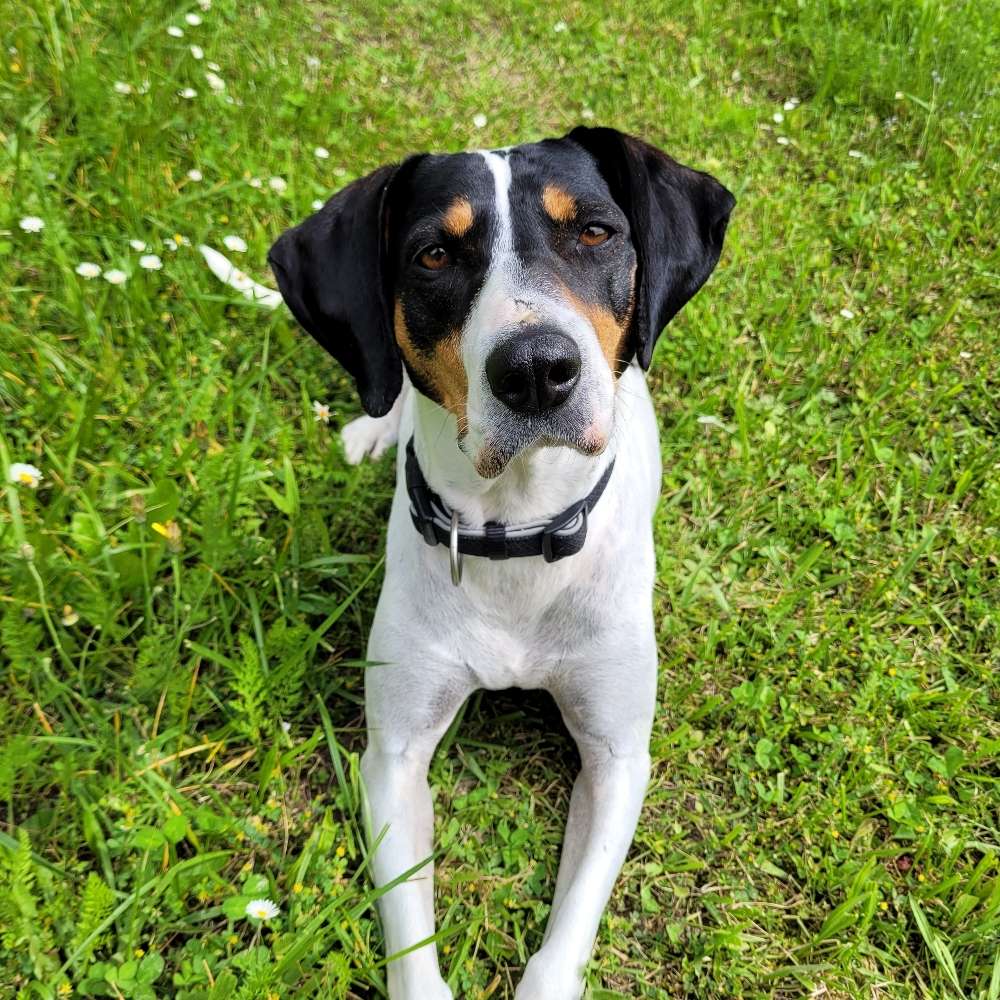 Hundetreffen-Gemeinsames Gassigehen-Profilbild