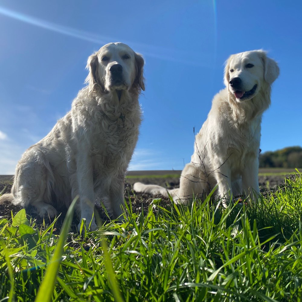 Hundetreffen-Social Walk, Spielen, Freunde treffen-Profilbild