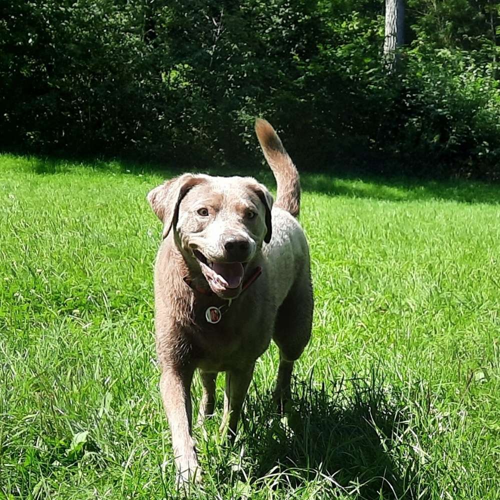 Hundetreffen-Gassirunde oder spielen mit Amy 🐕-Profilbild