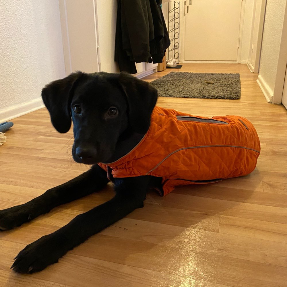 Hundetreffen-Gassi-/Spielrunden mit Winnie-Profilbild