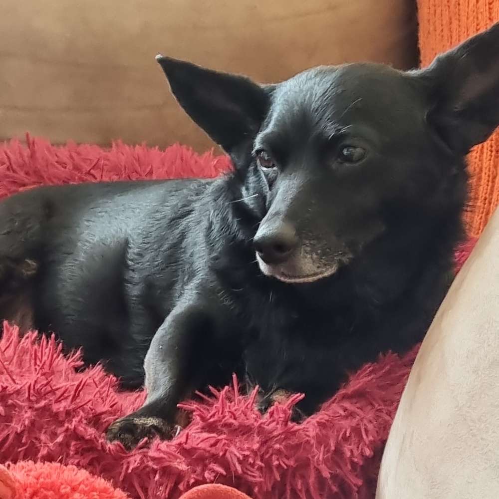 Hundetreffen-Spazieren gehen in Gesellschaft....-Profilbild