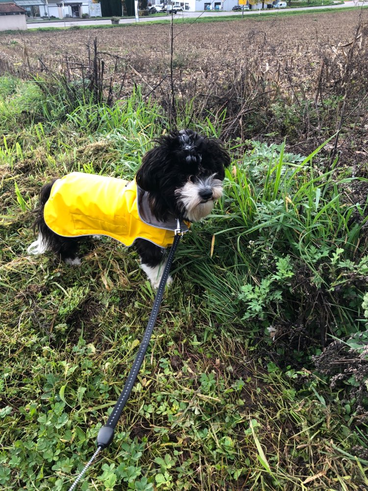 Hundetreffen-Spielkameraden gesucht-Profilbild