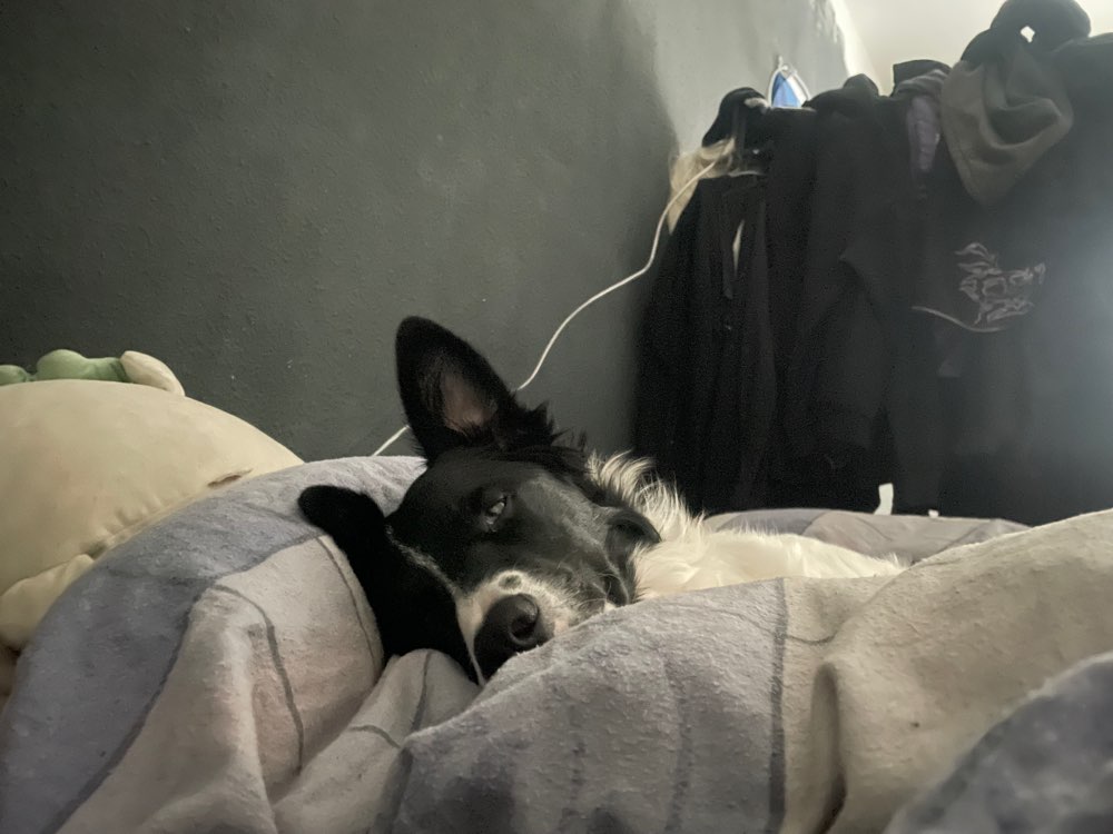 Hundetreffen-Hundetreff-Profilbild