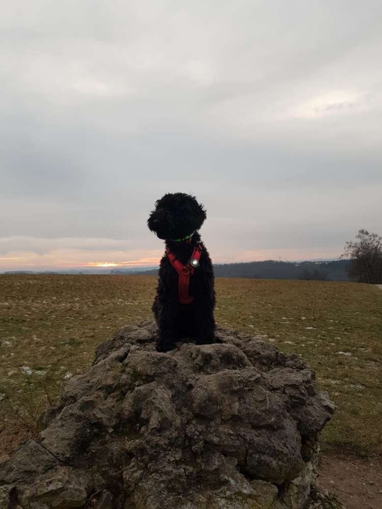 Hundetreffen-Partner zum spazieren gehen und toben-Profilbild