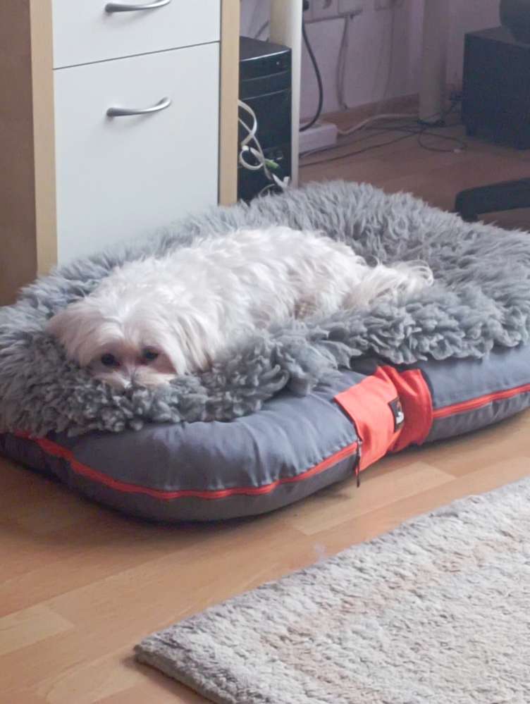 Hundetreffen-Gassi gehen-Profilbild