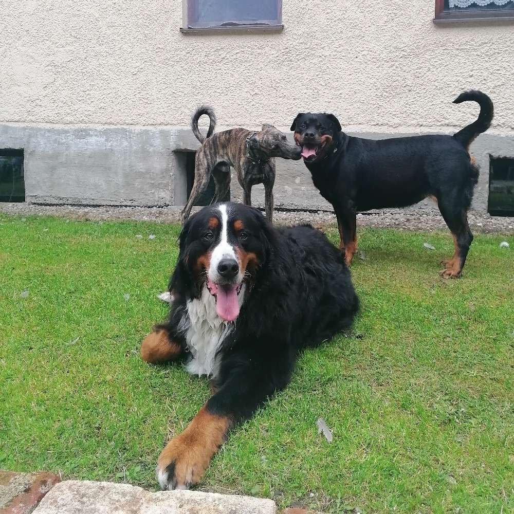 Hundetreffen-Spielrunde in Burghausen-Profilbild