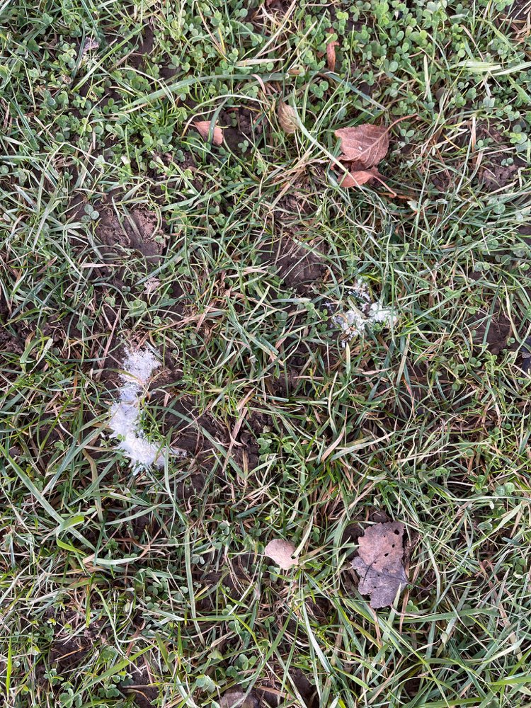 Giftköder-Weißes Pulver erneut-Profilbild