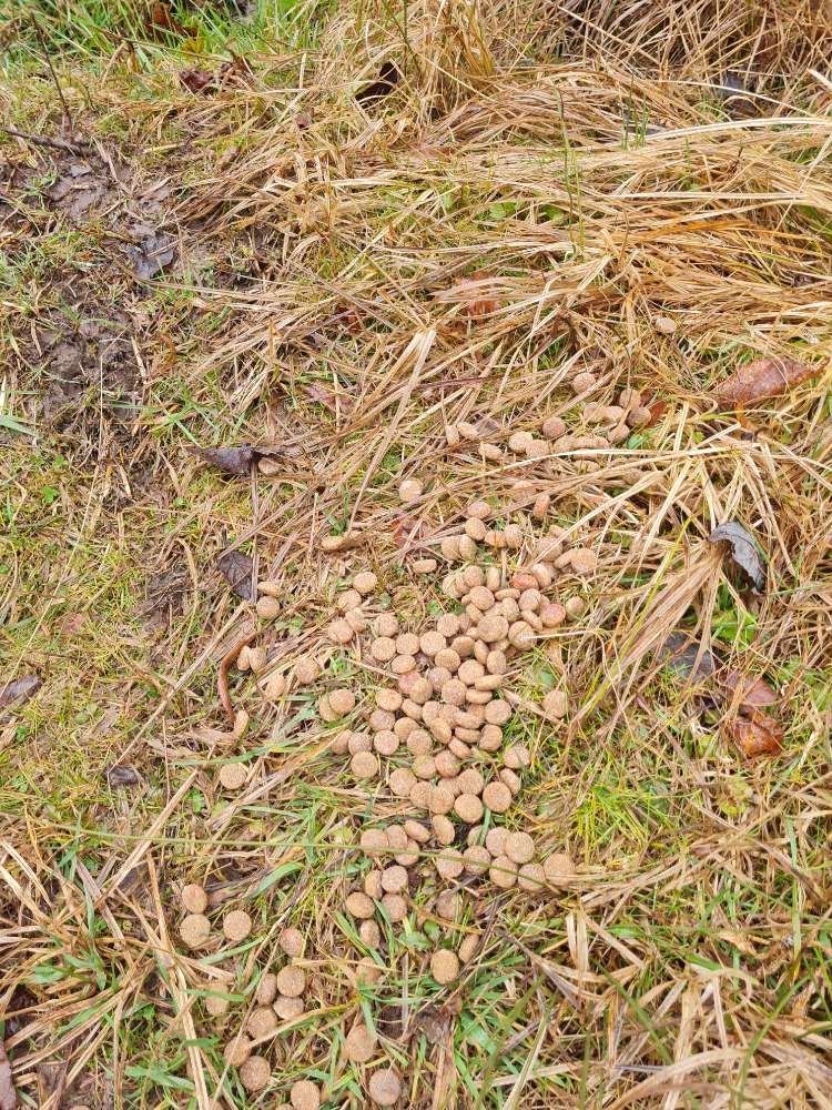 Giftköder-Futterbrocken-Profilbild
